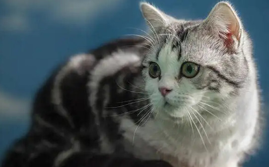 猫咪喜欢吃哪些食物,猫一般吃什么食物