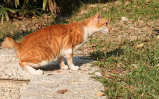 冬天野猫会冻死吗-野猫冬天会不会冻死