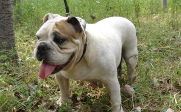 英牛犬如何喂养,英国斗牛犬怎么训练