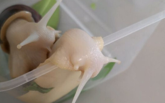 蜗牛爱吃什么,蜗牛喜欢吃的食物