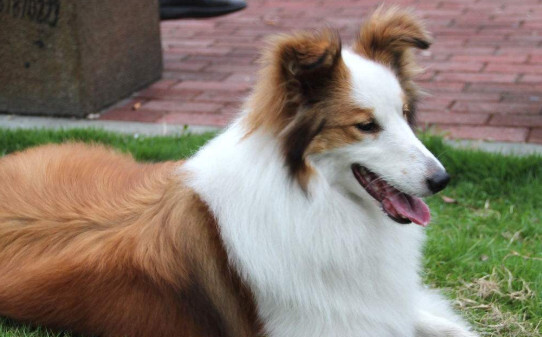 德牧喜欢吃什么,牧羊犬喜欢吃什么