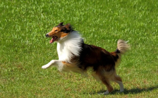 德牧怎么训练,牧羊犬的训练方法 德牧怎么训练,牧羊犬的训练方法