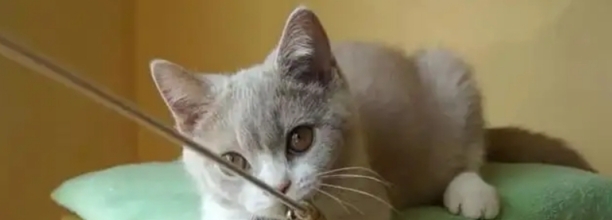 幼猫记仇的表现-掐猫脖子会记恨主人吗