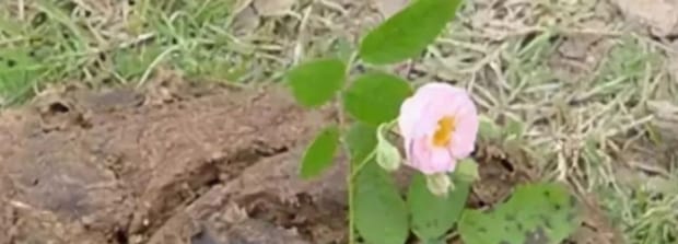 请问猫便便可以做花肥么,猫粪做肥料的危害