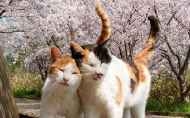 猫很怕人无法接近咋办-猫怕人不敢与人亲近怎么办