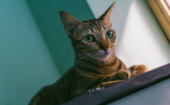 猫欺负另一只猫的表现-新猫欺负旧猫怎么办