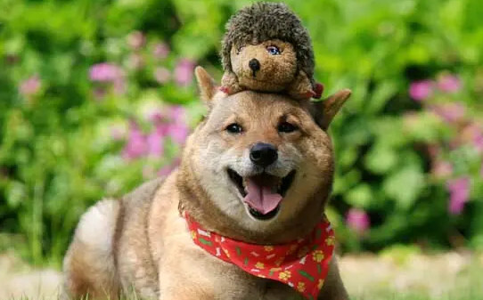 柴犬分几种,柴犬的五个种类 柴犬分几种,柴犬的五个种类