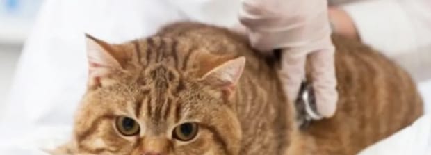 小小猫咪全身发抖是怎么回事,小猫身体一直轻微的抖为什么