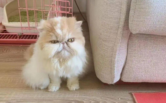 母猫总是叫是什么回事,母猫一直叫个不停是怎么回事