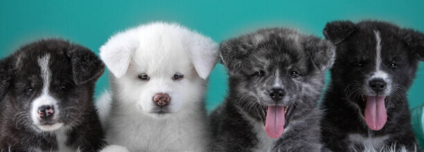 秋田犬训练,秋田犬怎么训练它听话 秋田犬训练,秋田犬怎么训练它听话