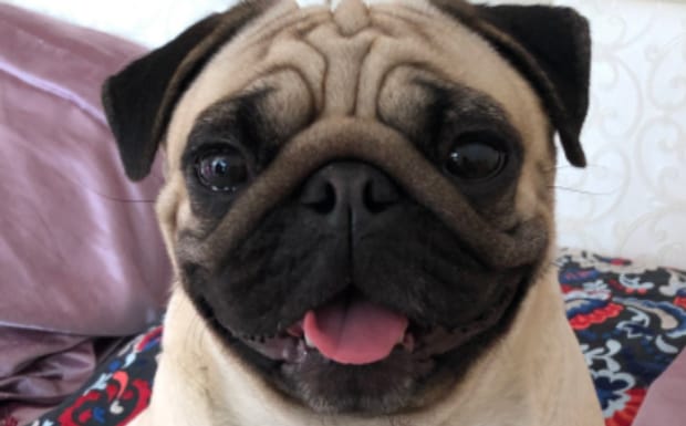 成犬怎么教它在厕所大小便,成犬还能训练大小便吗