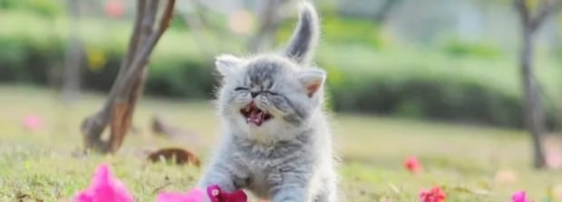 猫咪多远能闻到主人的味道