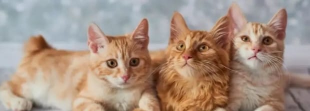 猫能听懂人说话吗,猫咪能听懂主人说话吗