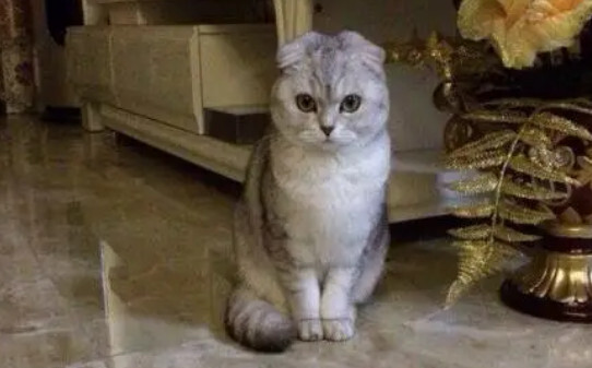 折耳银渐层为什么不建议养-银渐层折耳猫为什么不能养