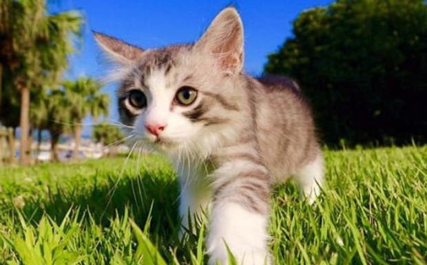 猫常见的几种病,猫嗜酸性肉芽肿会自愈吗