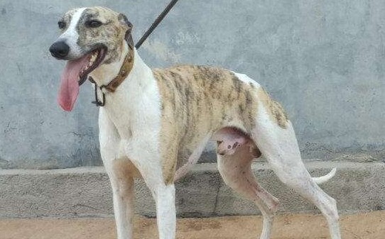 如何训练格力犬抓兔子-格力犬怎么训练抓兔子