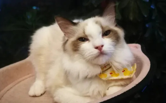 东北冬天猫流浪可以在外面过冬吗,猫在北方冬天室外能过冬吗