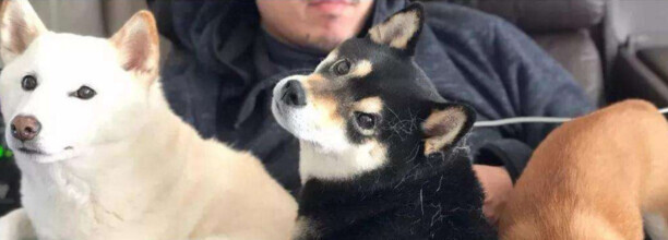 母柴犬发情期前有什么表现-柴犬喜欢主人的表现 母柴犬发情期前有什么表现-柴犬喜欢主人的表现