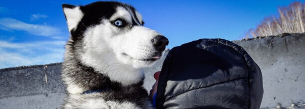 阿拉斯加雪橇犬和哈士奇怎么区别,雪橇犬和哈士奇的区别