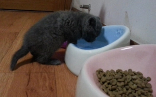 猫咪吐黄绿色粘稠物是咋回事-猫咪吐黄色粘稠物是怎么回事 猫咪吐黄绿色粘稠物是咋回事-猫咪吐黄色粘稠物是怎么回事