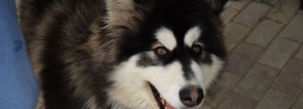 阿拉斯加属于什么犬-阿拉斯加犬怎么训练
