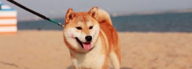 柴犬的性格到底有多固执,不养日本柴犬的理由