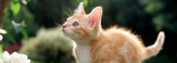 东北冬天猫流浪可以在外面过冬吗,猫在北方冬天室外能过冬吗