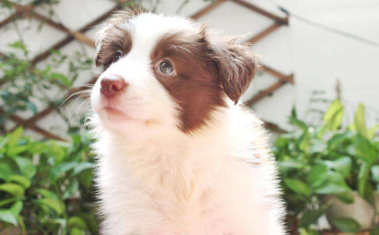 边牧犬一般长多大,边牧能长多大