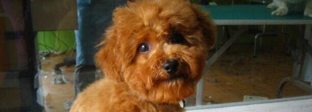 狗狗细小怎么快速治疗,犬细小病毒的治疗方法