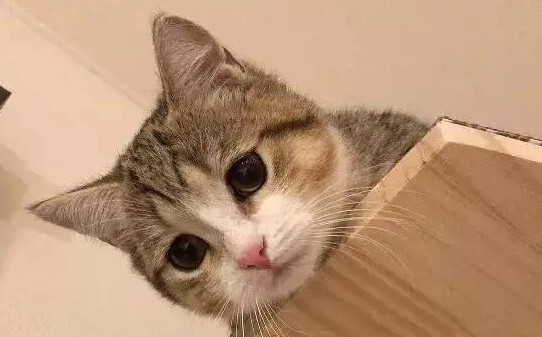 猫咪跑丢了会自己回家吗,小猫丢了自己能回来吗
