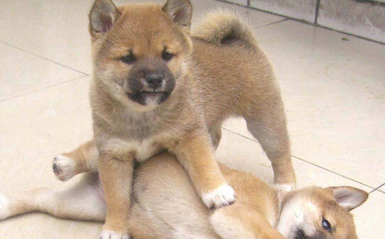 纯种柴犬与非纯种的区别-500元买个柴犬可能吗