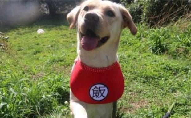 训练拉布拉多犬的技巧-拉布拉多犬怎么训练