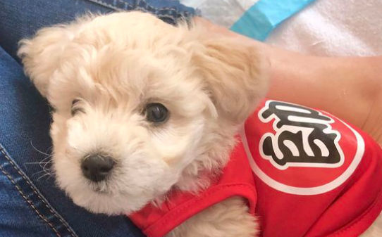 泰迪犬一天多没大便了有问题吗,狗出门一小时不拉屎 泰迪犬一天多没大便了有问题吗,狗出门一小时不拉屎