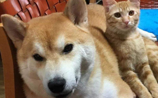 养柴犬的好处和坏处-柴犬优缺点