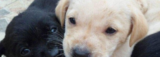 如何训练拉布拉多幼犬