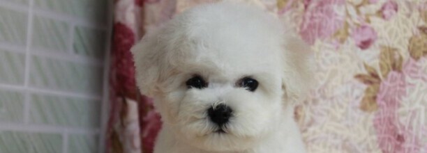 比熊训练全套教程,比熊犬训练方法 比熊训练全套教程,比熊犬训练方法