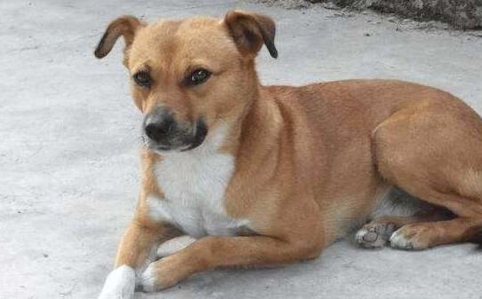 田园犬幼犬怎么训练,田园犬如何训练