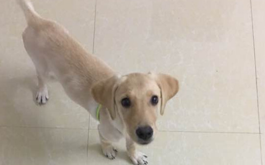犬瘟20天了能熬过去吗-早中晚期狗瘟的治疗方法
