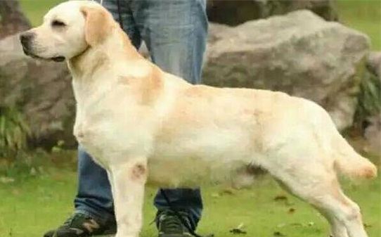 怎么让拉布拉多犬乖乖听话-拉布拉多训练方法 怎么让拉布拉多犬乖乖听话-拉布拉多训练方法