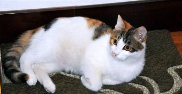 哪些特征代表三花猫漂亮,三花猫漂亮的标准