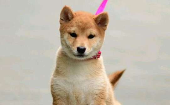 日本豆柴犬怎么样-日本豆柴犬价格一般多少钱