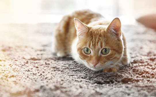 为什么猫喜欢舔自己的手-猫咪爱你的12种表现