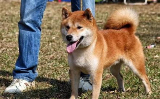 白柴能长多少厘米长,柴犬能长多大