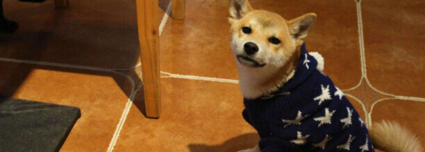 中华田园犬2500值不值买-3000能买到纯种柴犬吗