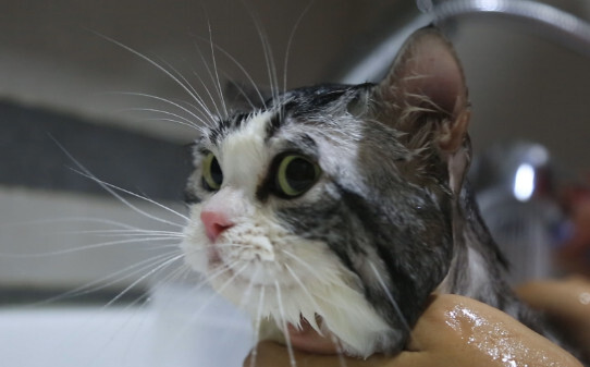 狸花猫洗澡会不会应激-猫洗澡会有应激反应吗