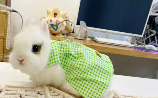 兔子品种及兔子大全