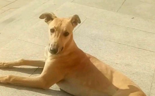 灵缇犬怎么训才听话追兔子,灵缇不训练会抓兔子吗