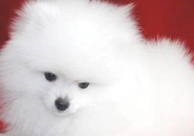 博美犬呕吐咋办,狗狗吹空调呕吐怎么办
