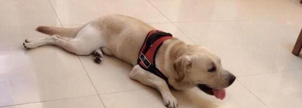 拉布拉多犬怎么训练,训练拉布拉多犬的方法