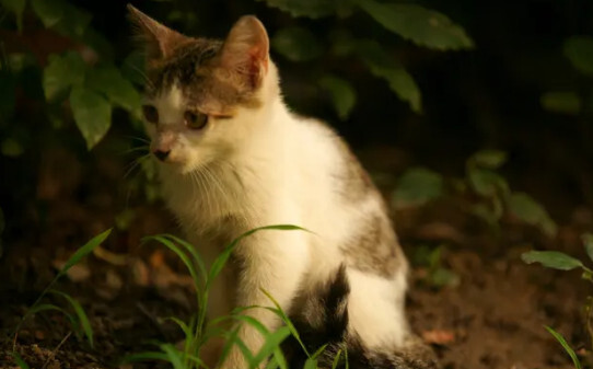 小猫尾巴为什么左右摇摆-猫咪尾巴左右摇摆是什么意思